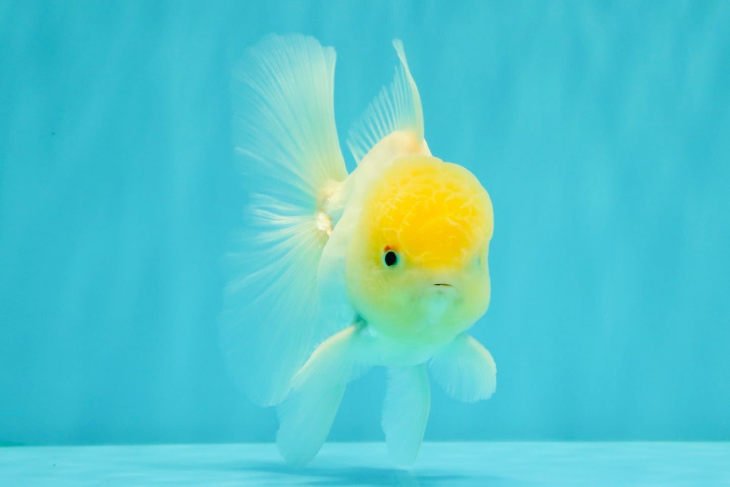 A Grade White Oranda Male 4.5-5 inches #071726OR_23