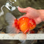A Grade Red White Oranda Male 6 inches #071726OR_25