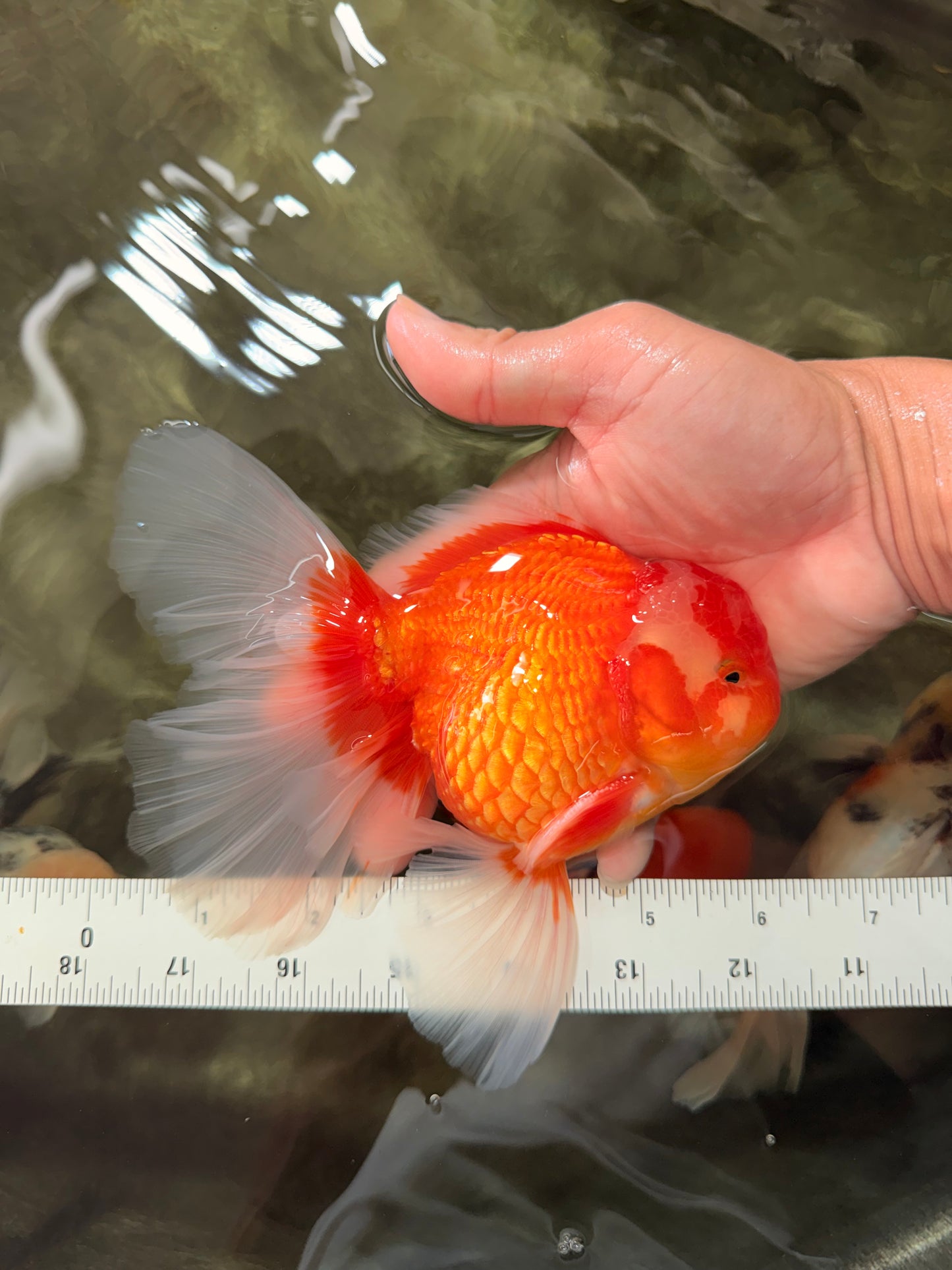 A Grade Red White Oranda Male 6 inches #071726OR_25