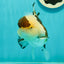 AAA Grade BULLDOG Panda Oranda Female 5-5.5 inches #1018OR_20