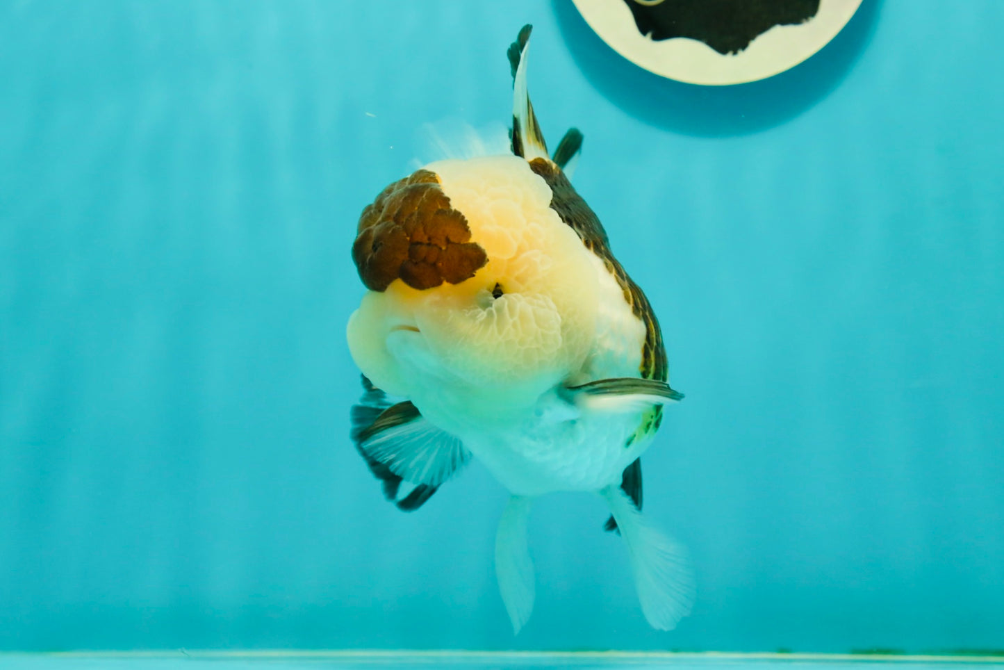 AAA Grade BULLDOG Panda Oranda Female 5-5.5 inches #1018OR_20