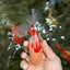 CHICKIE A Grade Red White Oranda Male 5.5 inches #101626OR_08