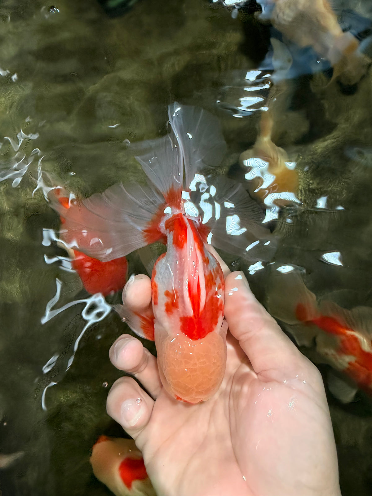 CHICKIE A Grade Red White Oranda Male 5.5 inches #101626OR_08
