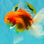 CHONKY A Grade Red White Oranda Male 6 inches #081426OR_06