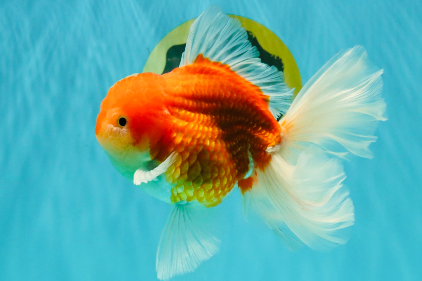 CHONKY A Grade Red White Oranda Male 6 inches #081426OR_06