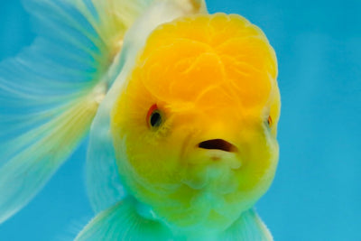 A Grade Lemonhead Oranda Male 5.5 inches #072525OR_10