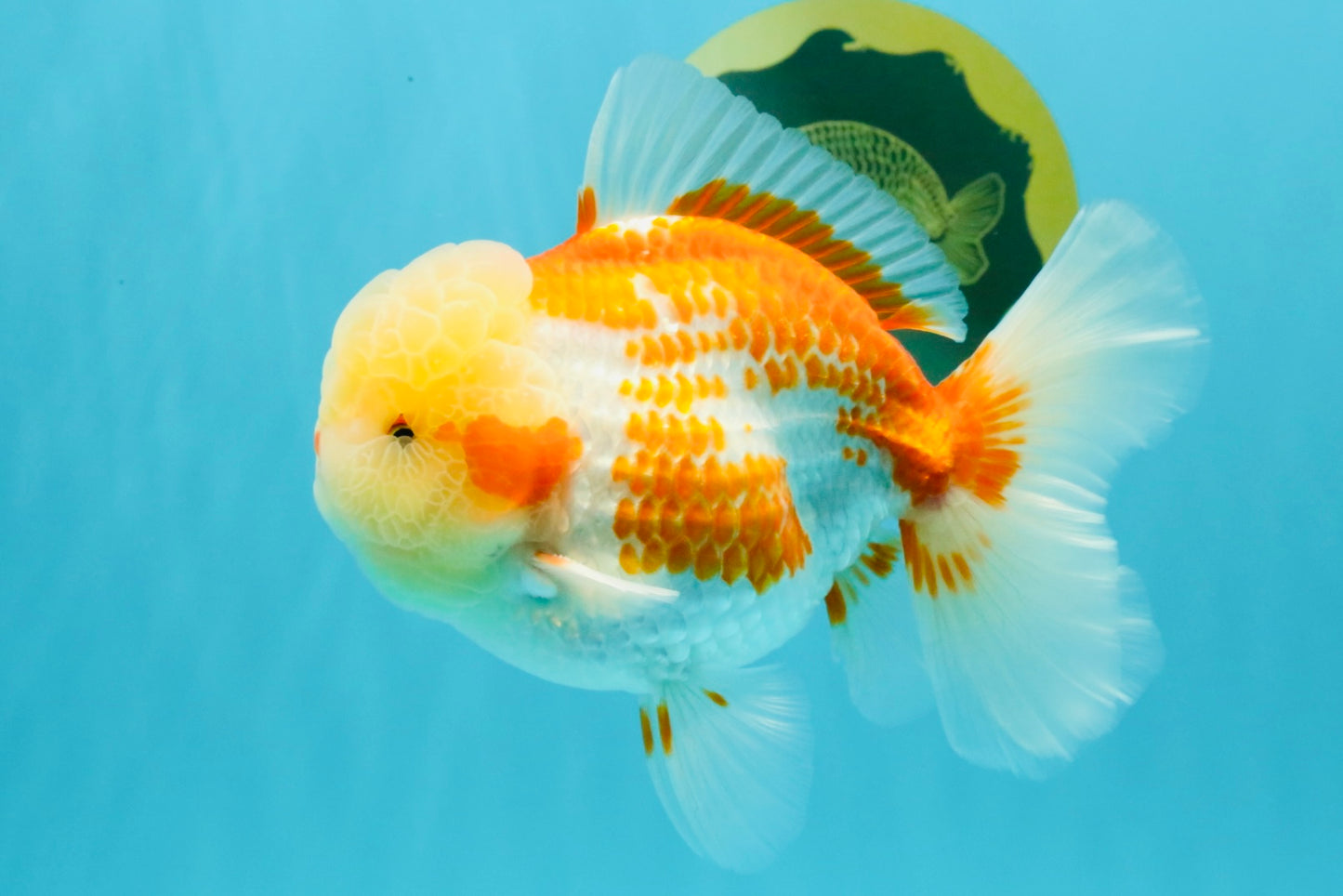 AAA Grade Polkadot Red White Oranda Male 6-6.5 inches #030626OR_19
