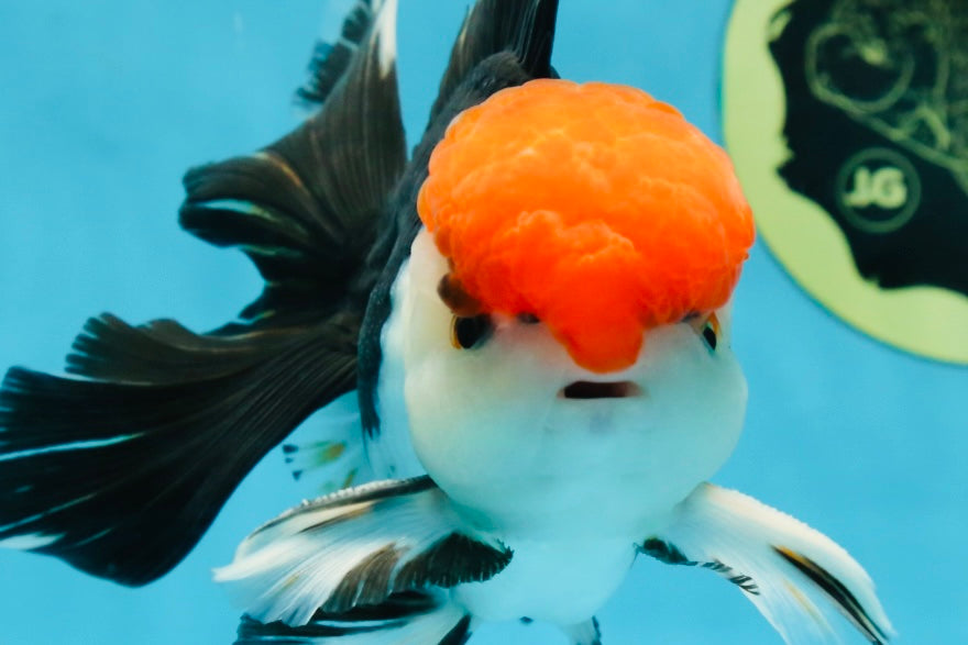 AAA Grade Tricolor Oranda Male 6 inches #052325_12