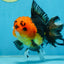 A Grade Apache Button Eyes Oranda Male 5-5.5 inches #080125OR_21