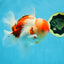 AAA Grade Godzilla Sakura Oranda Male 5.5 inches #080125OR_10