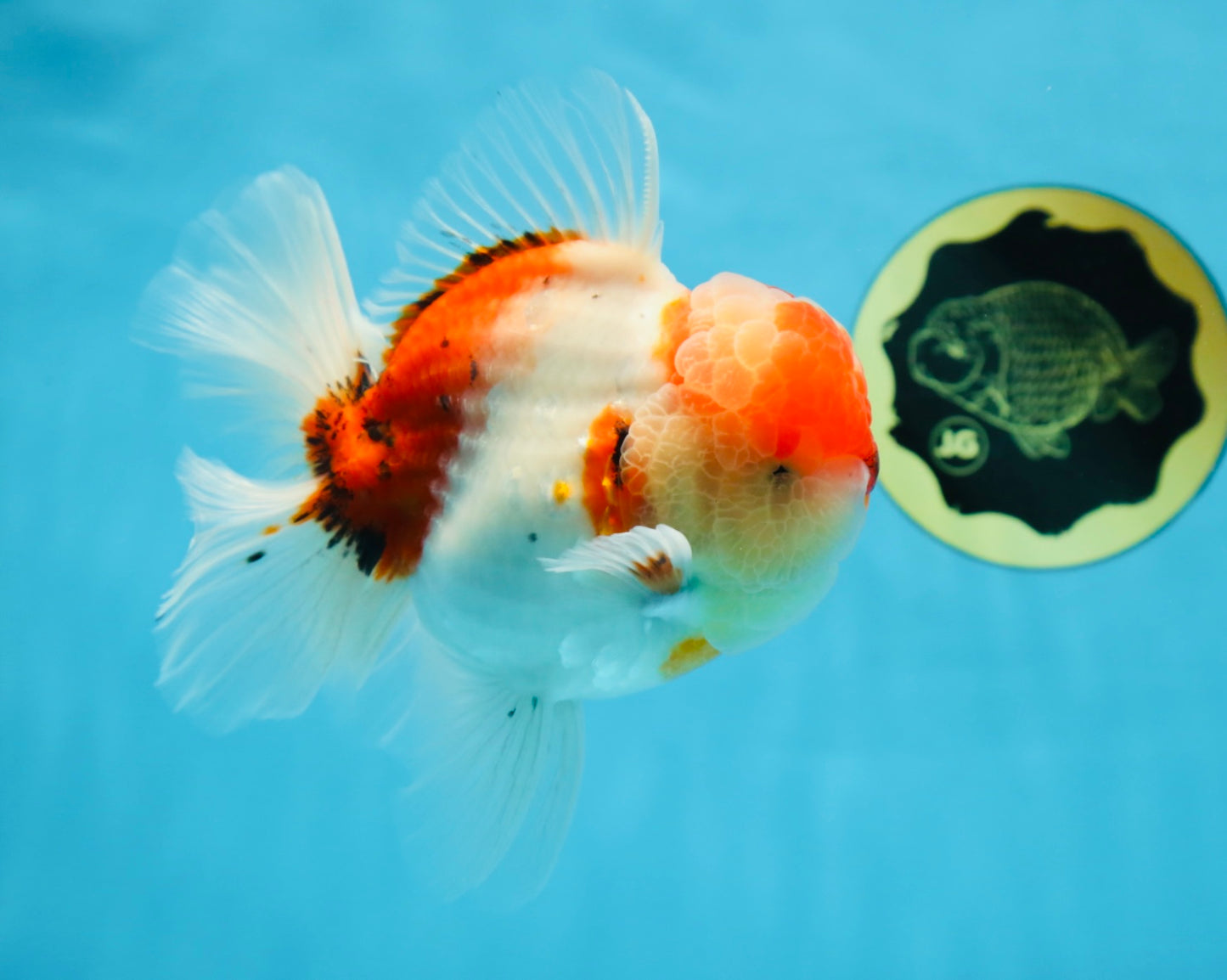 AAA Grade Godzilla Sakura Oranda Male 5.5 inches #080125OR_10