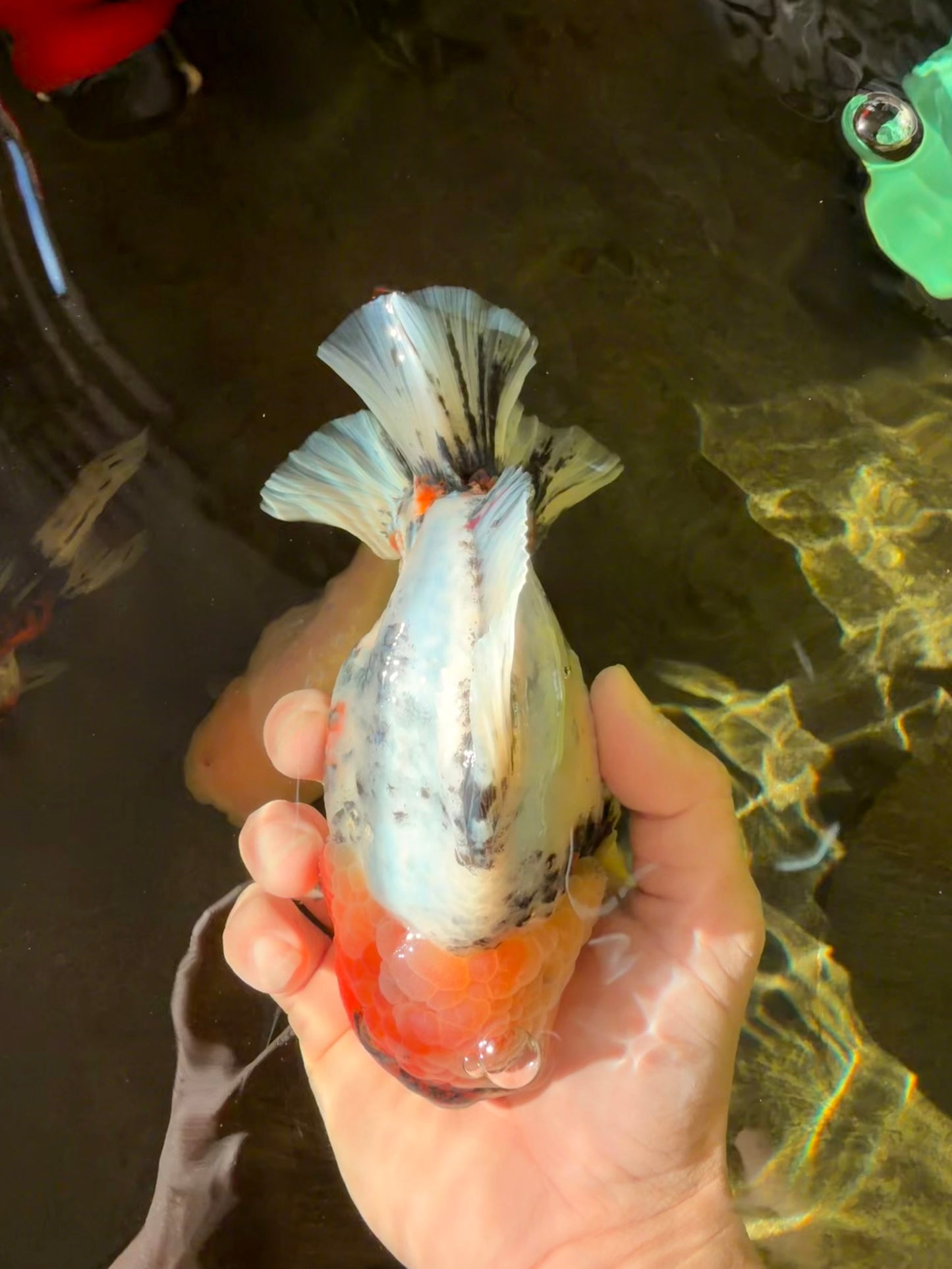 A Grade Godzilla Marble Yuanbao Male 6 inches #022726YB_03