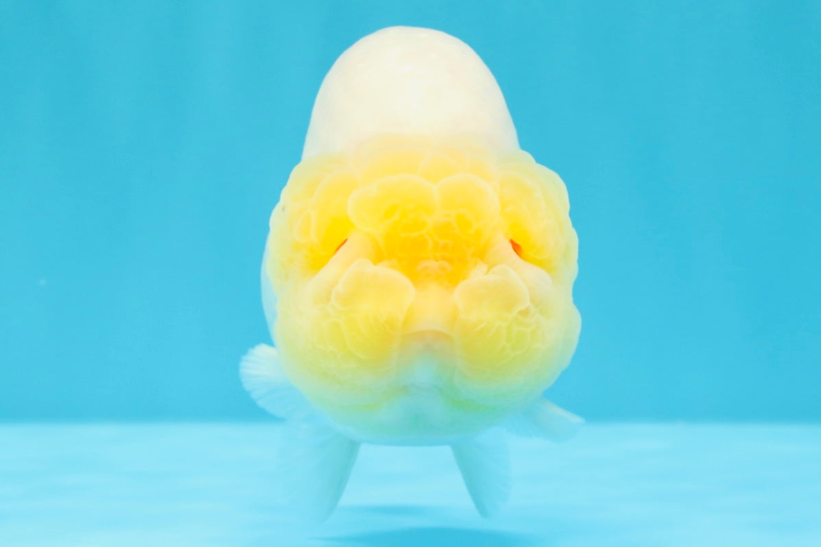 ADORABLE A Grade White LionQueen 4.5-5 inches #022026LC_13