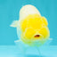 White Lionchu Female 4-4.5 Inches #100226LC_18