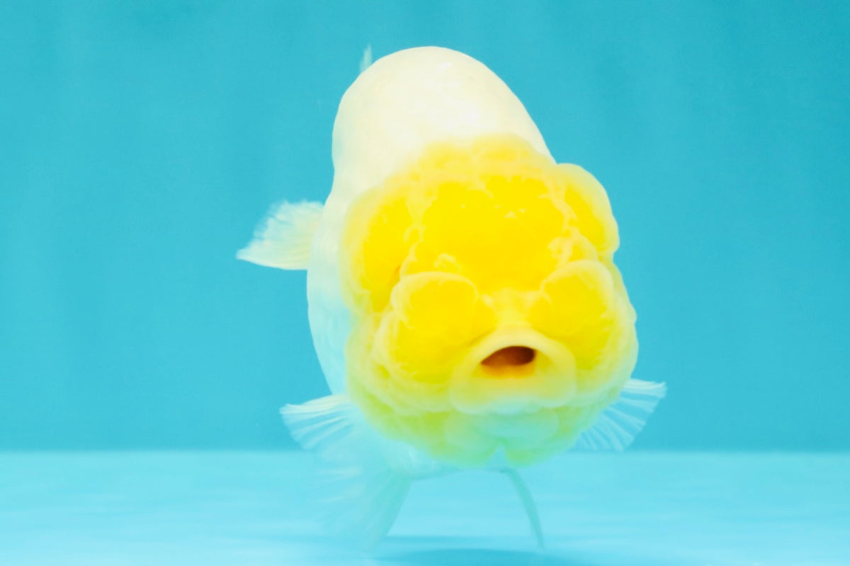 White Lionchu Female 4-4.5 Inches #100226LC_18