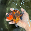 A Grade Tiger Yuanbao Feme 5 inches #072426YB_30