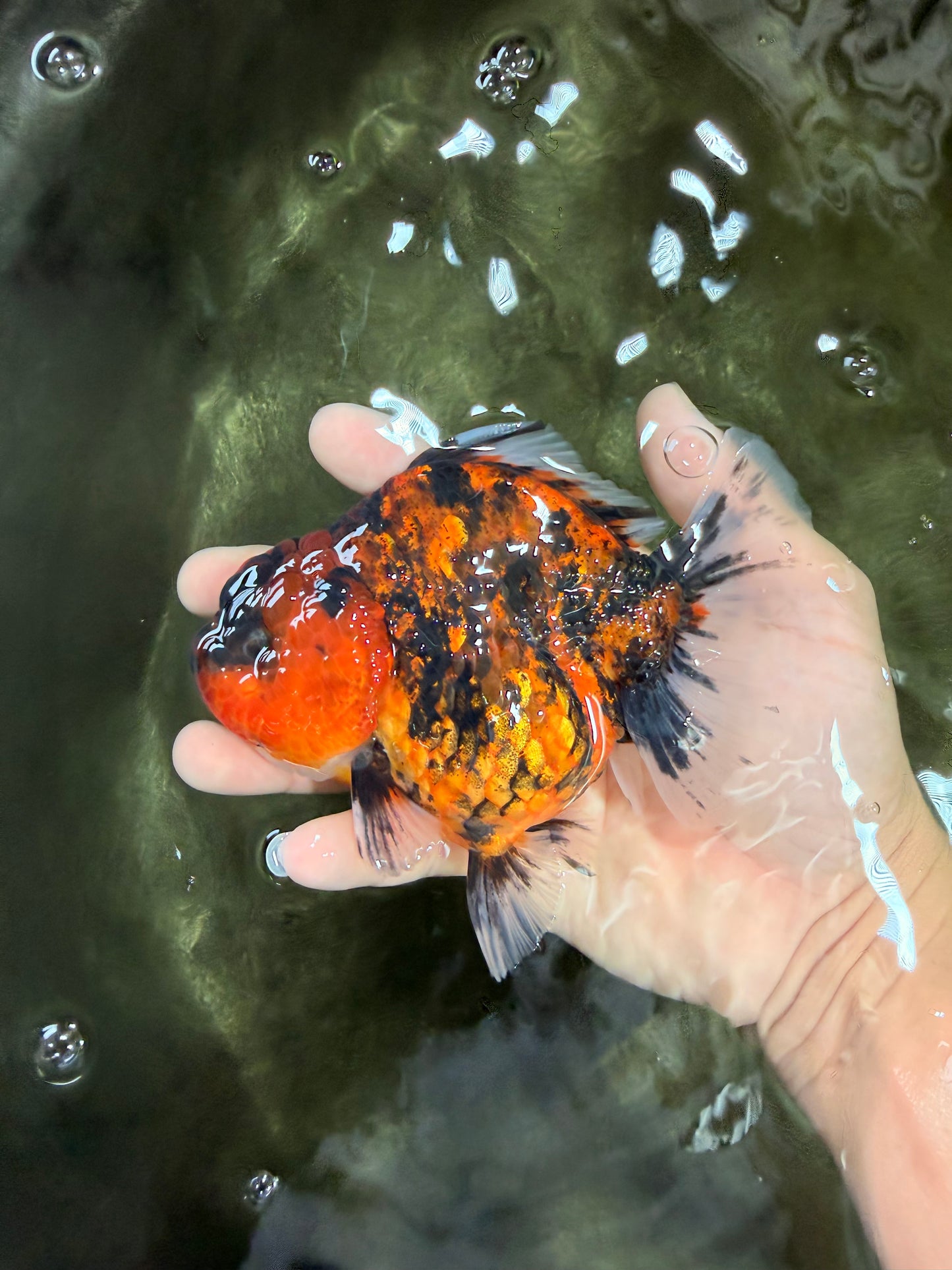 A Grade Tiger Yuanbao Feme 5 inches #072426YB_30