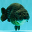 UNIQUE Black Blue Ranchu Male 5.5 inches #100226RC_24