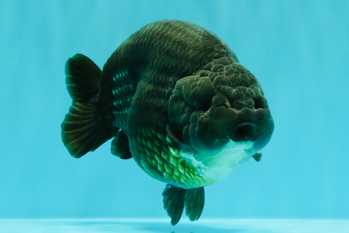 UNIQUE Black Blue Ranchu Male 5.5 inches #100226RC_24