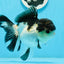 AAA Grade Tricolor Button Eyes Oranda Female 5.5 inches #0920OR_31