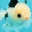 A Grade Tricolor Oranda Male 5.5 inches #111524OR_20