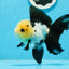 AAA Grade Panda Button Eyes Oranda Female 5 inches #0927OR_31