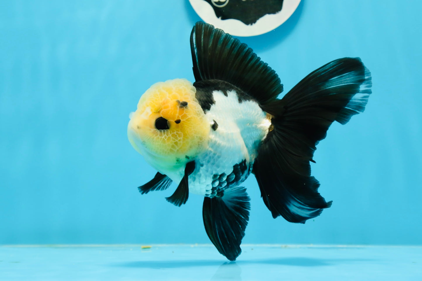 AAA Grade Panda Button Eyes Oranda Female 5 inches #0927OR_31