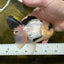 AAA Grade Panda Oranda Male 4.5 inches #112224OR_09