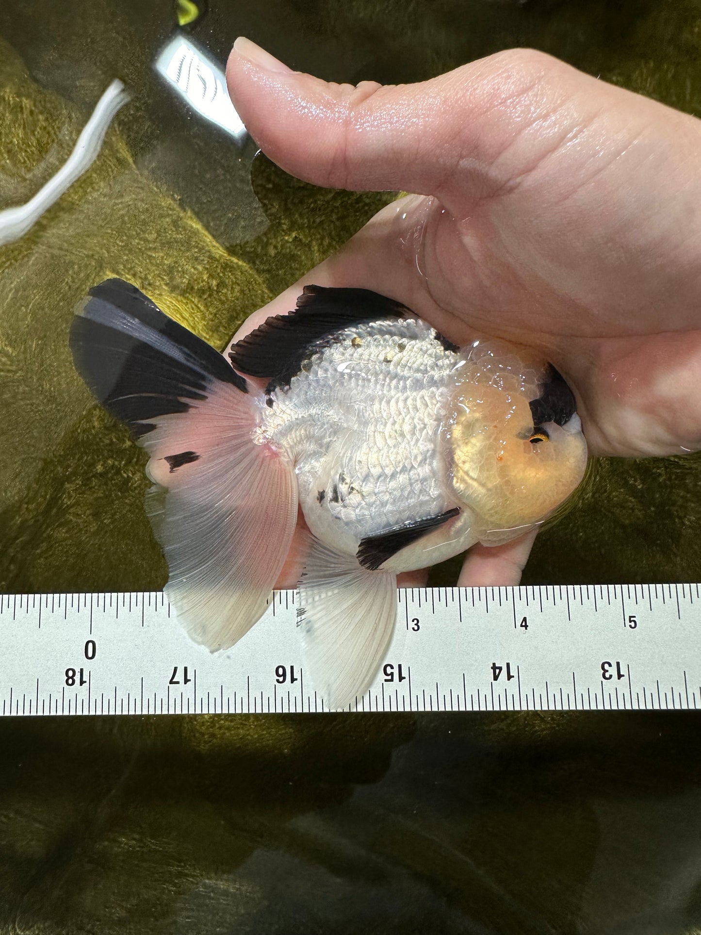 AAA Grade Panda Oranda Male 4.5 inches #112224OR_09