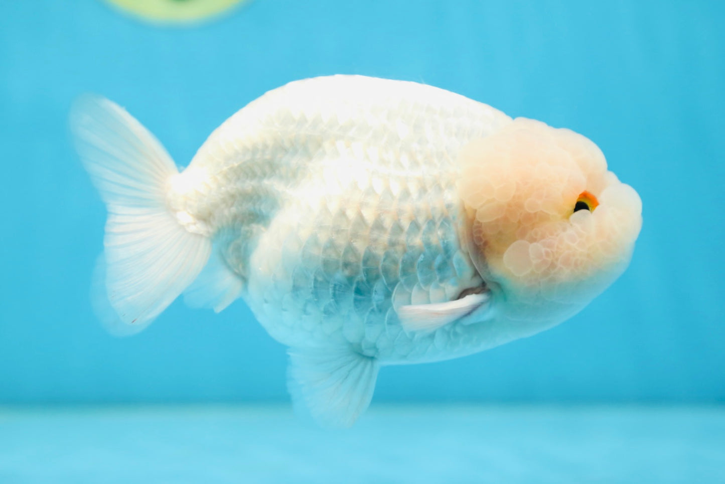 AAA Grade Snow White LionKing 5-5.5 inches #082925LC_18