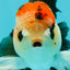 AAA Grade Special Button Eyes Tricolor Oranda Male 5 inches #110124OR_19