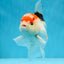 A Grade Tricolor Gem Oranda Male 5-5.5 inches #020725OR_29