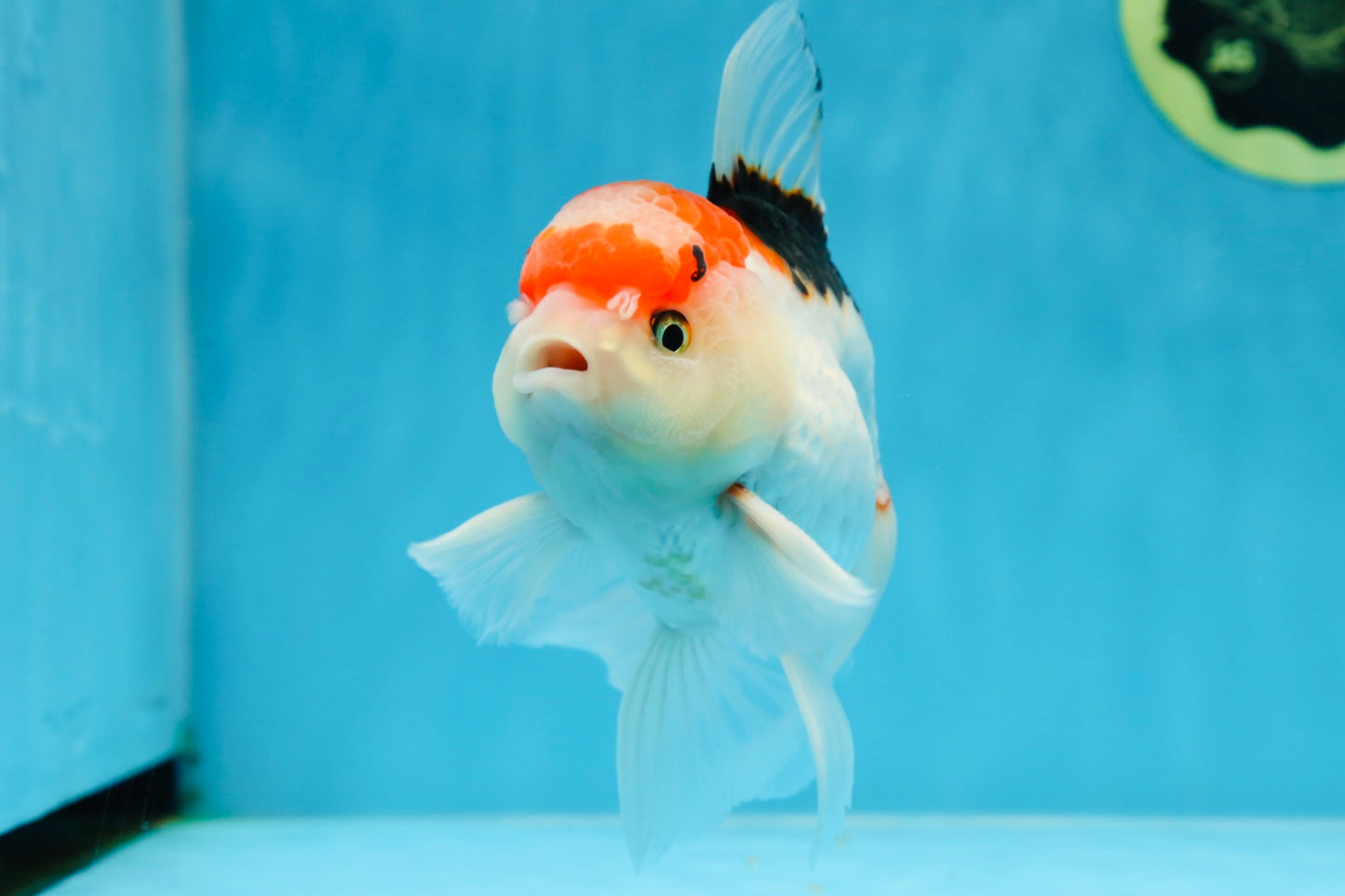 A Grade Tricolor Gem Oranda Male 5-5.5 inches #020725OR_29