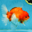 SUPER CHONKY A Grade Sakura Oranda Male 5.5-6 inches #120525OR_03