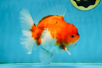 SUPER CHONKY A Grade Sakura Oranda Male 5.5-6 inches #120525OR_03