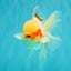 A Grade Red White Oranda Male 5.5 inches #062626OR_36