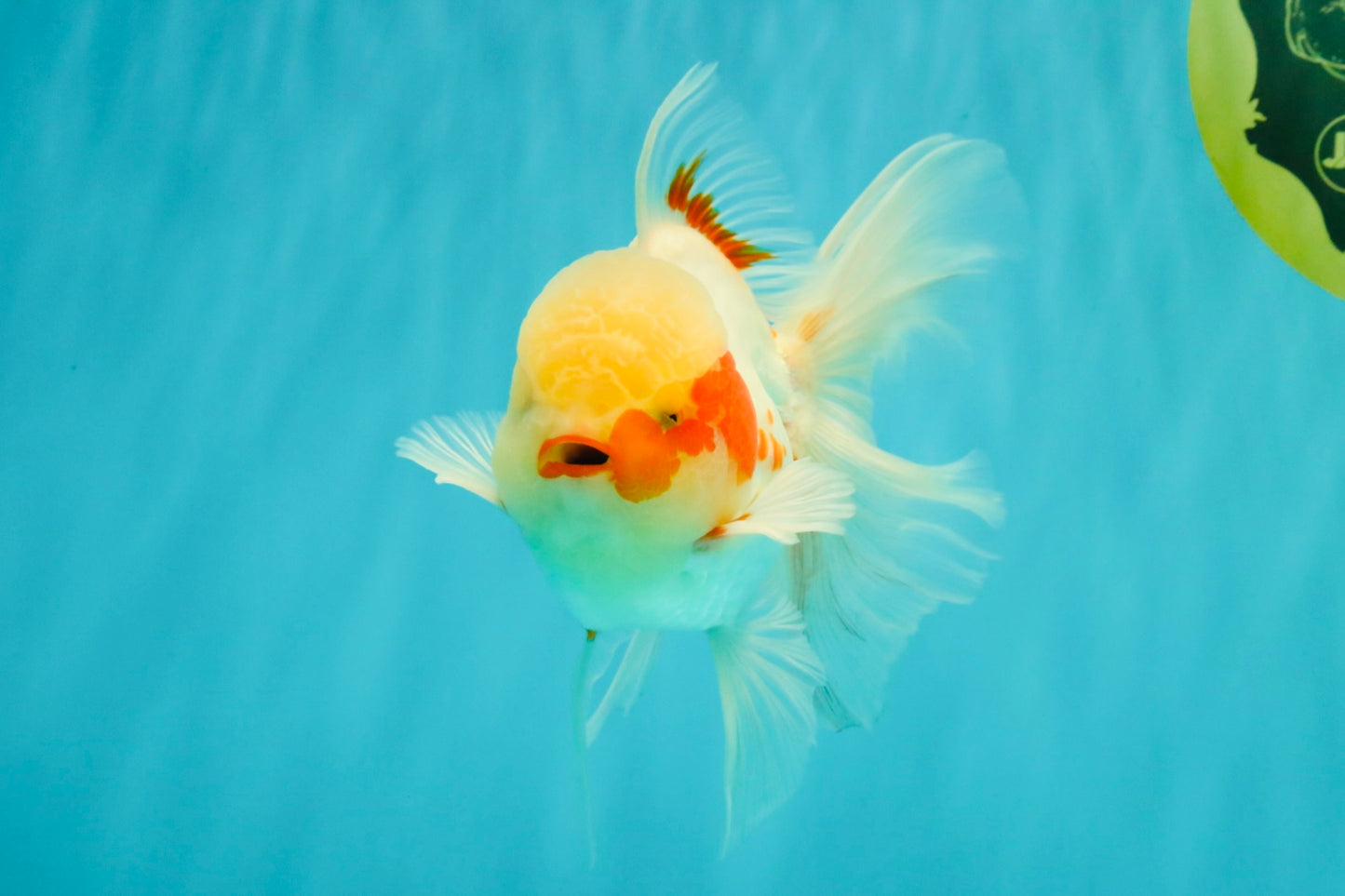 A Grade Red White Oranda Male 5.5 inches #062626OR_36