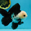 A Grade Panda Button Eyes Oranda Male 5-5.5 inches #120624OR_05