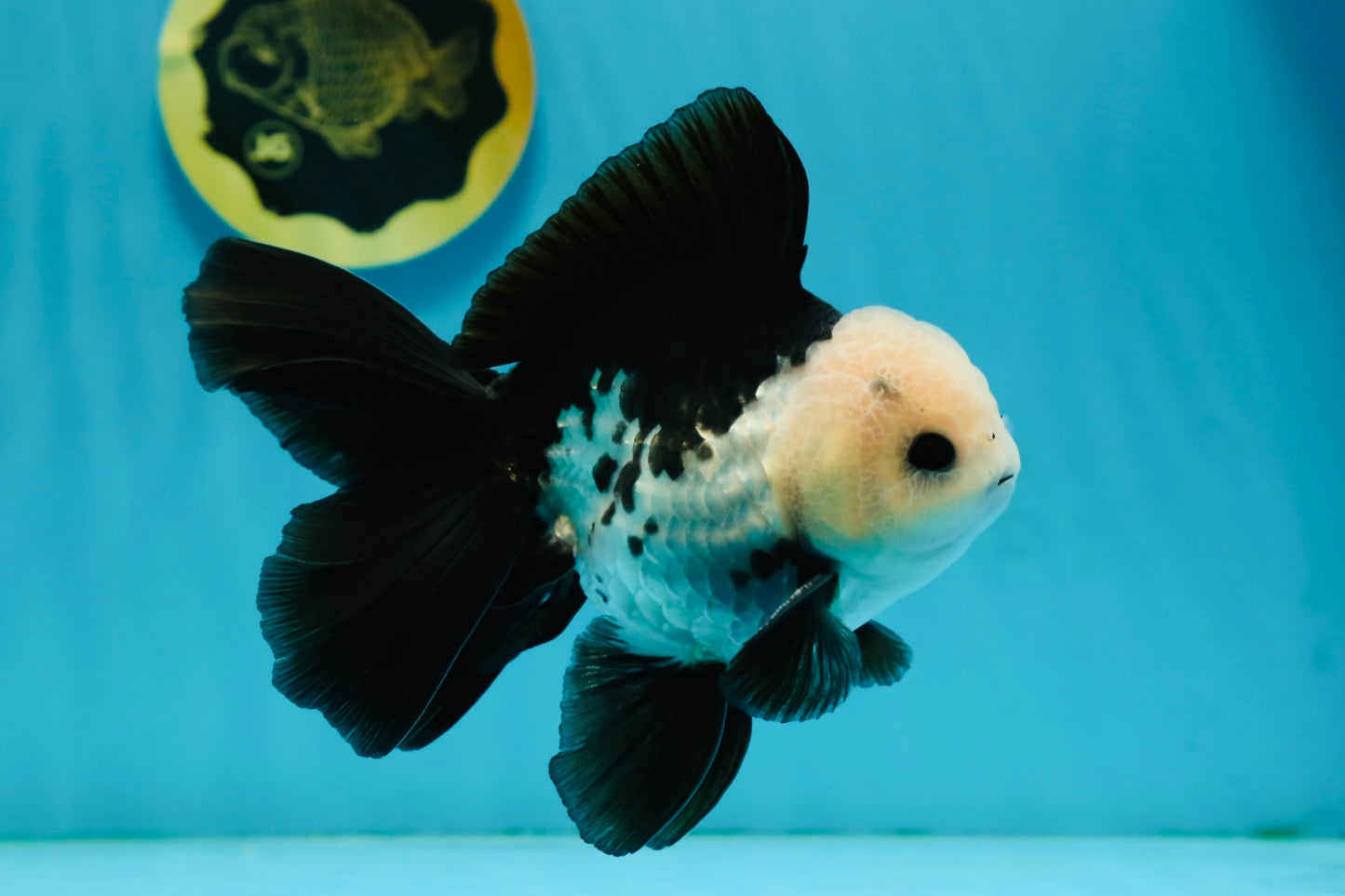 A Grade Panda Button Eyes Oranda Male 5-5.5 inches #120624OR_05