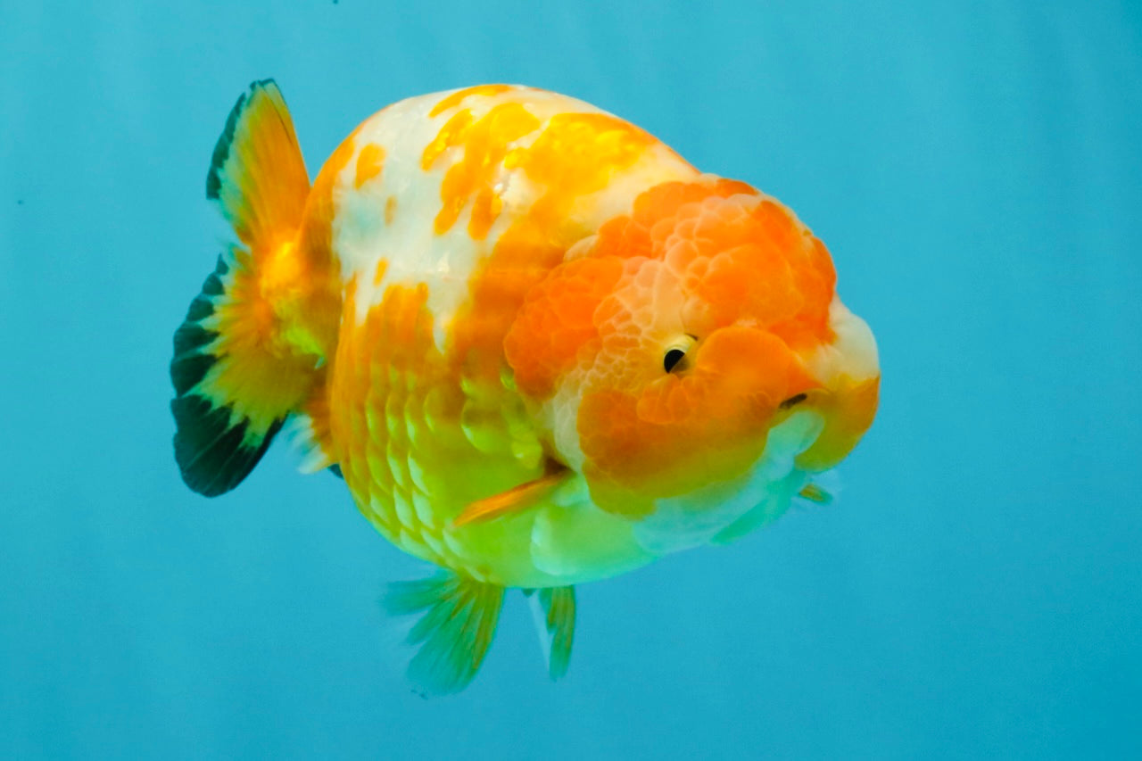 Chinese Sakura Ranchu Female 5-5.5 inches #031326RC_12