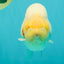 AAA Grade Sakura Ranchu Female 5.5-6 inches #102326RC_02