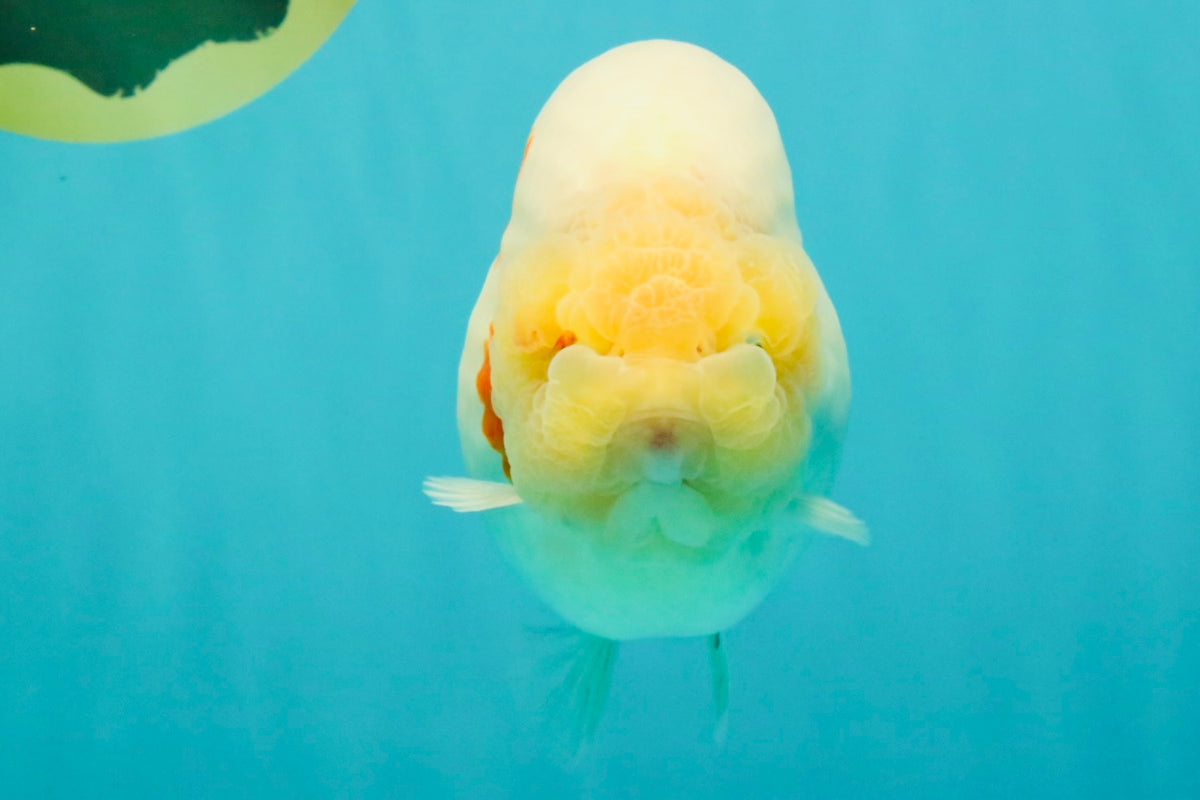 AAA Grade Sakura Ranchu Female 5.5-6 inches #102326RC_02