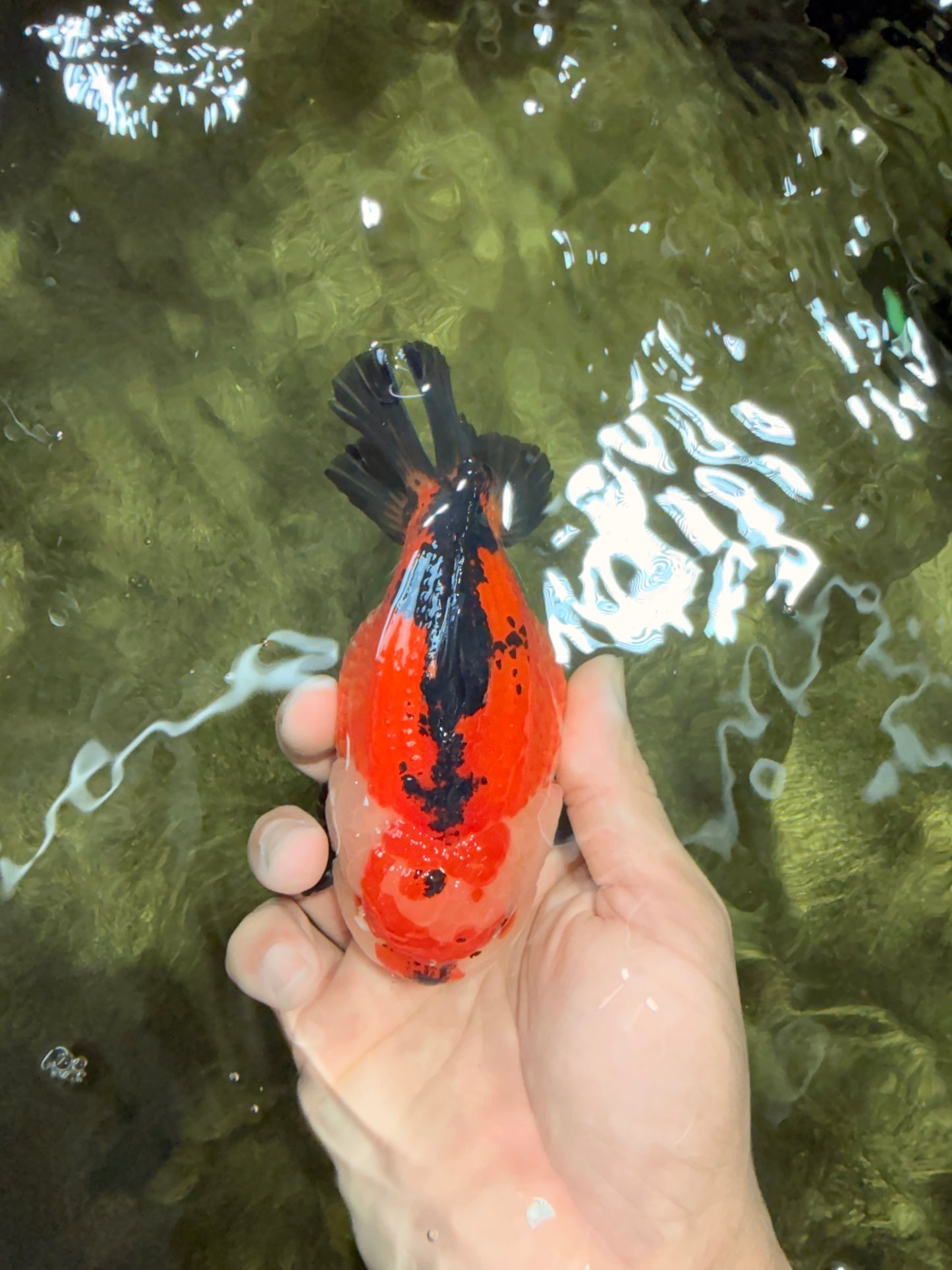 SUPER CUTE AAA Grade Tricolor Yuanbao Male 5 inches #071026YB_17