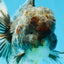 AAA Grade JUMBO Godzilla Kirin Oranda Male 5.5-6 inches #101725OR_24