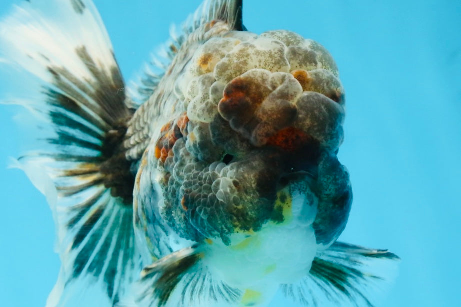 AAA Grade JUMBO Godzilla Kirin Oranda Male 5.5-6 inches #101725OR_24