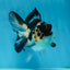 A Grade Panda Button Eyes Oranda Female 5 inches #081525OR_19