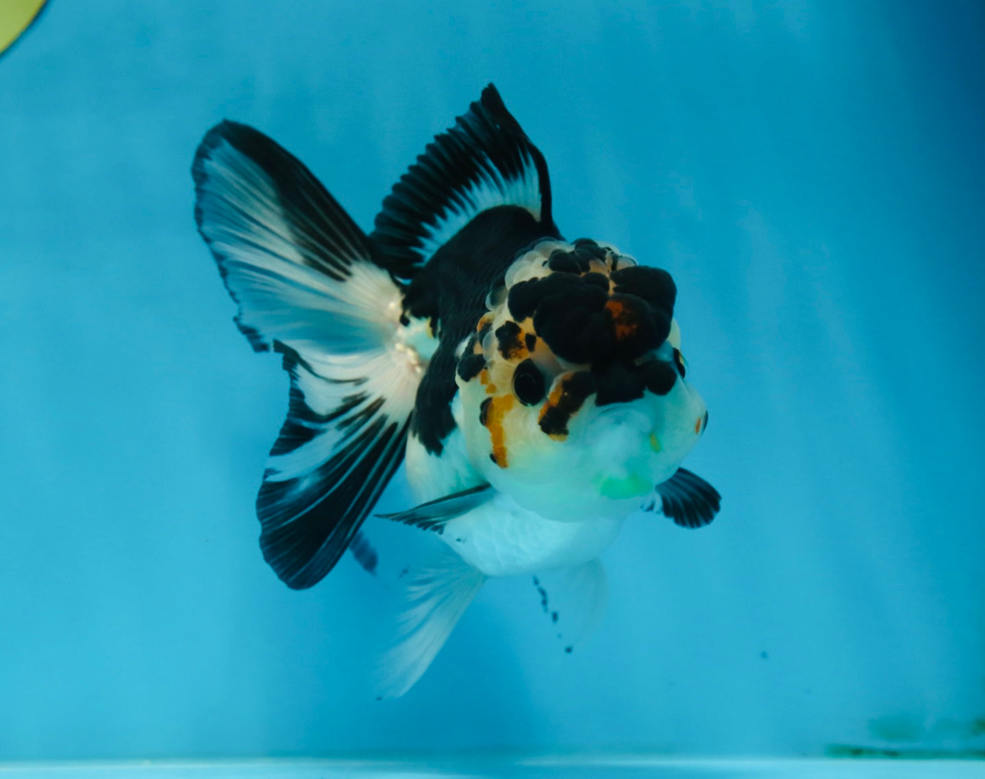 A Grade Panda Button Eyes Oranda Female 5 inches #081525OR_19