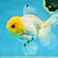 A Grade Lemonhead Button Eyes Oranda Male 5-5.5 inches #082225OR_21