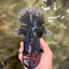 GIANT AAA Grade Red Head Kirin Oranda Male 7-7.5  inches #070326OR_05