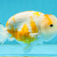 Kohaku Sakura Lionchu Male 4.5 inches #120624LC_22